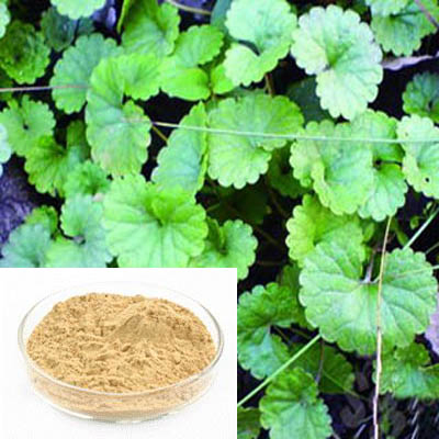 Herbal Extract Gotu Kola Extract 25% Asiaticoside Antioxidant for Cosmetic Factory Supply