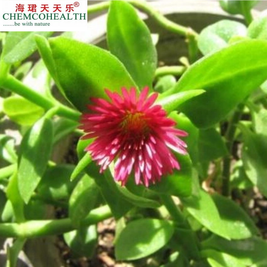 Plant Herbal Extracts From Nature Have Medicinal Nutritional Value Andrographis Paniculata Extract