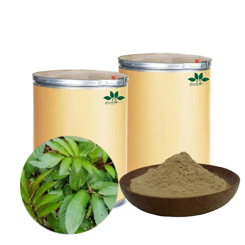 Premium Extract Powder Elderberry Leaf Powder Natural Antioxidant Boost