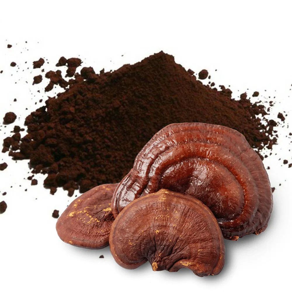 High Quality Reishi Mushroom Extract Medicinal Plant Powder Healthcare Product