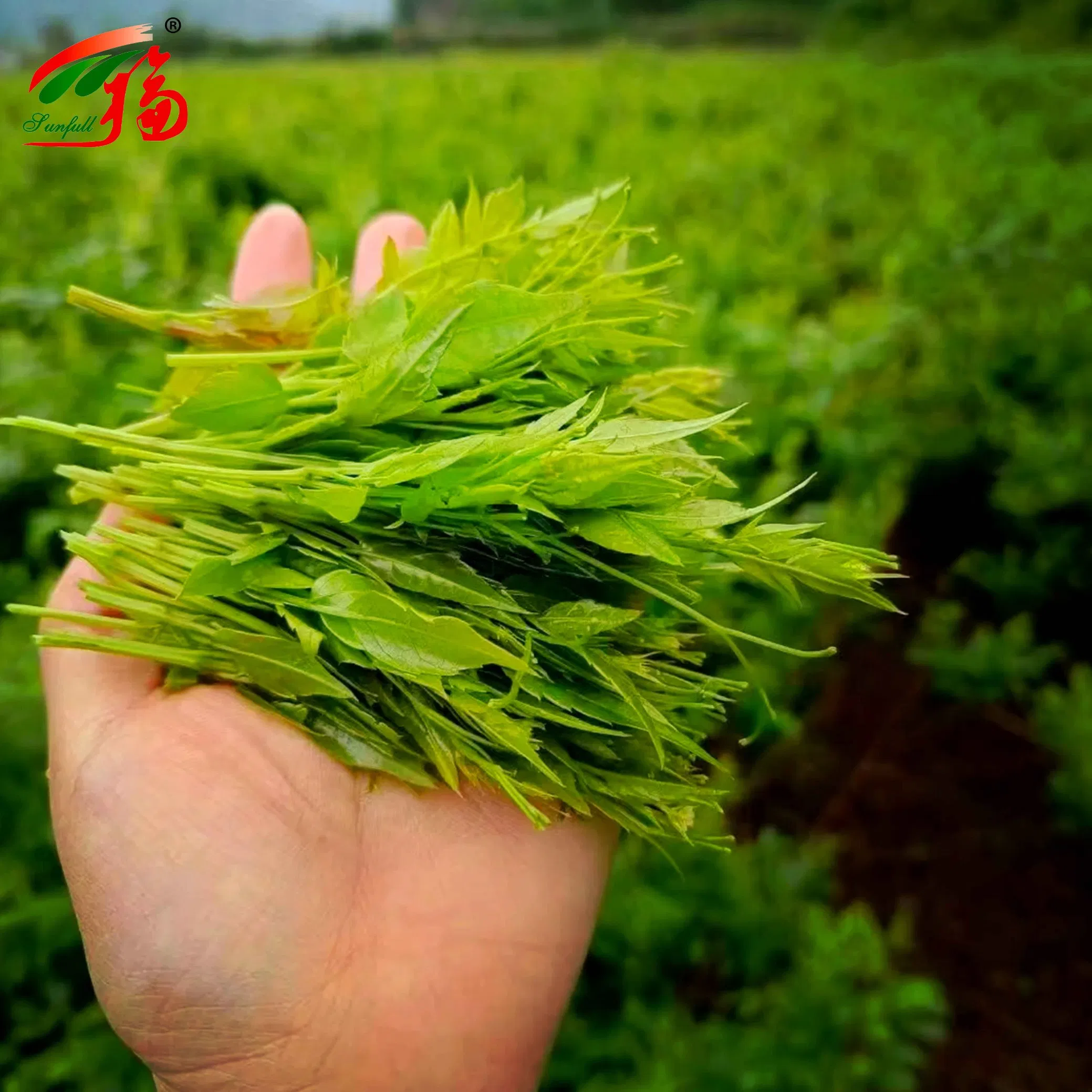 Herbal Extract/Vine Tea Leaf/Bayberry Bark Extract/50%80%90%95%98% Myricetin/Bayberry Fruit