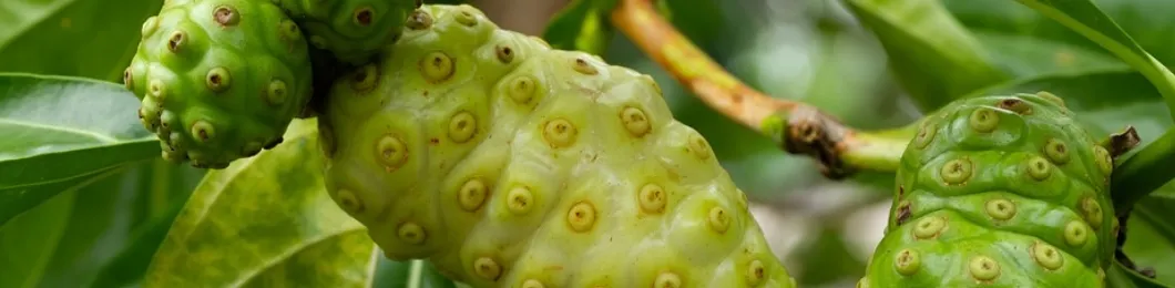 Pure Noni Fruit Extract