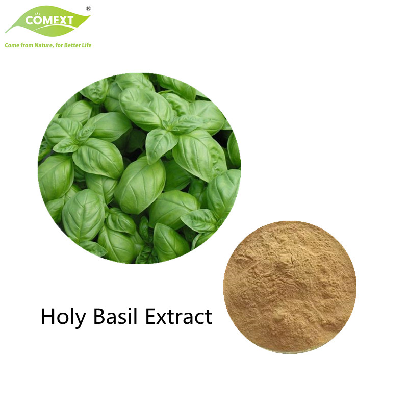 Comext Free Sample Manufacturer Bulk Herbal Extract / Holy Basil Extract /4: 1~30: 1 Ocimum Sanctum Extract Health