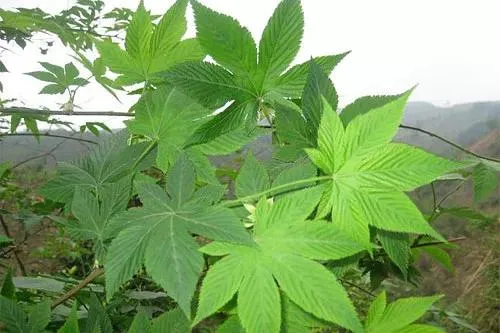 Sweet Tea Extract Description