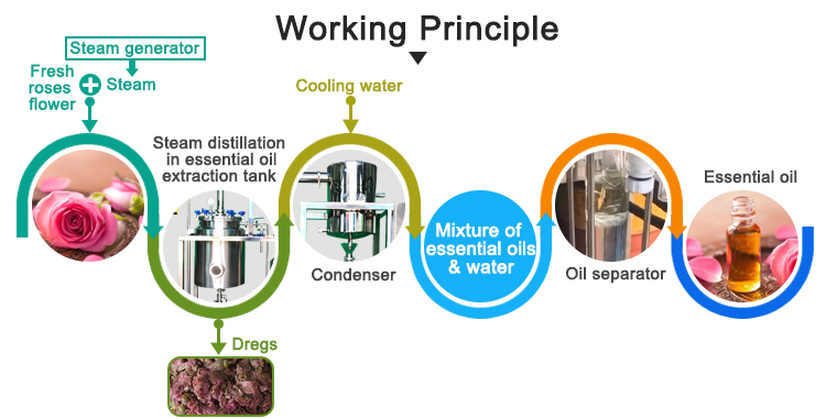 Premium Lemon Balm Essential Extract From China for Global Markets