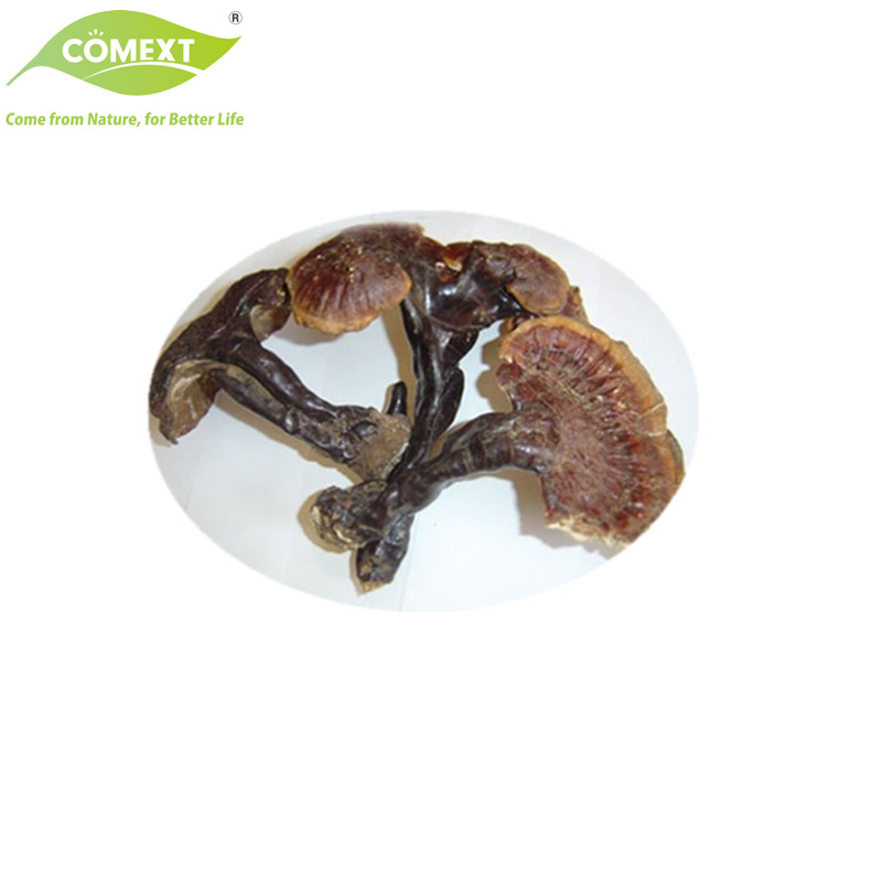 Comext Supply Organic Plant Extract Ganoderma Lucidum Extract Reishi Mushroom Extract Powder