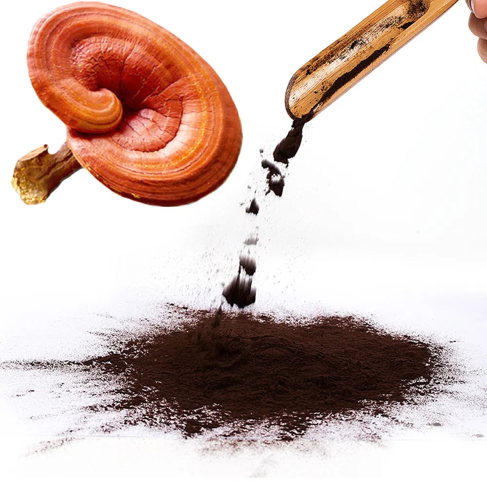 High Quality Reishi Mushroom Extract Medicinal Plant Powder Healthcare Product
