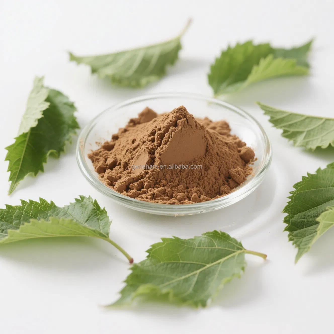 Natural Mulberry Leaf Extract 1-Deoxynojirimycin Powder Food Grade Organic Certified