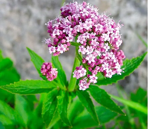 Function Illustration