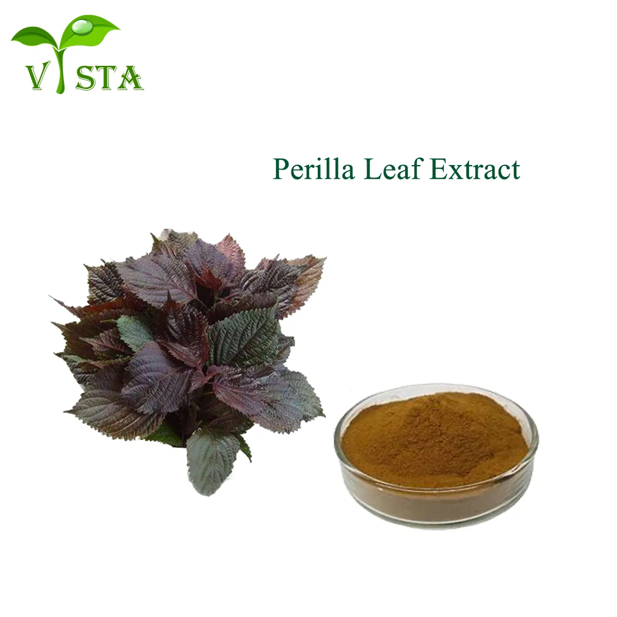 High Quality Hot Sale Plant Extract Free Sample Natural Perilla Leaf Extract Powder