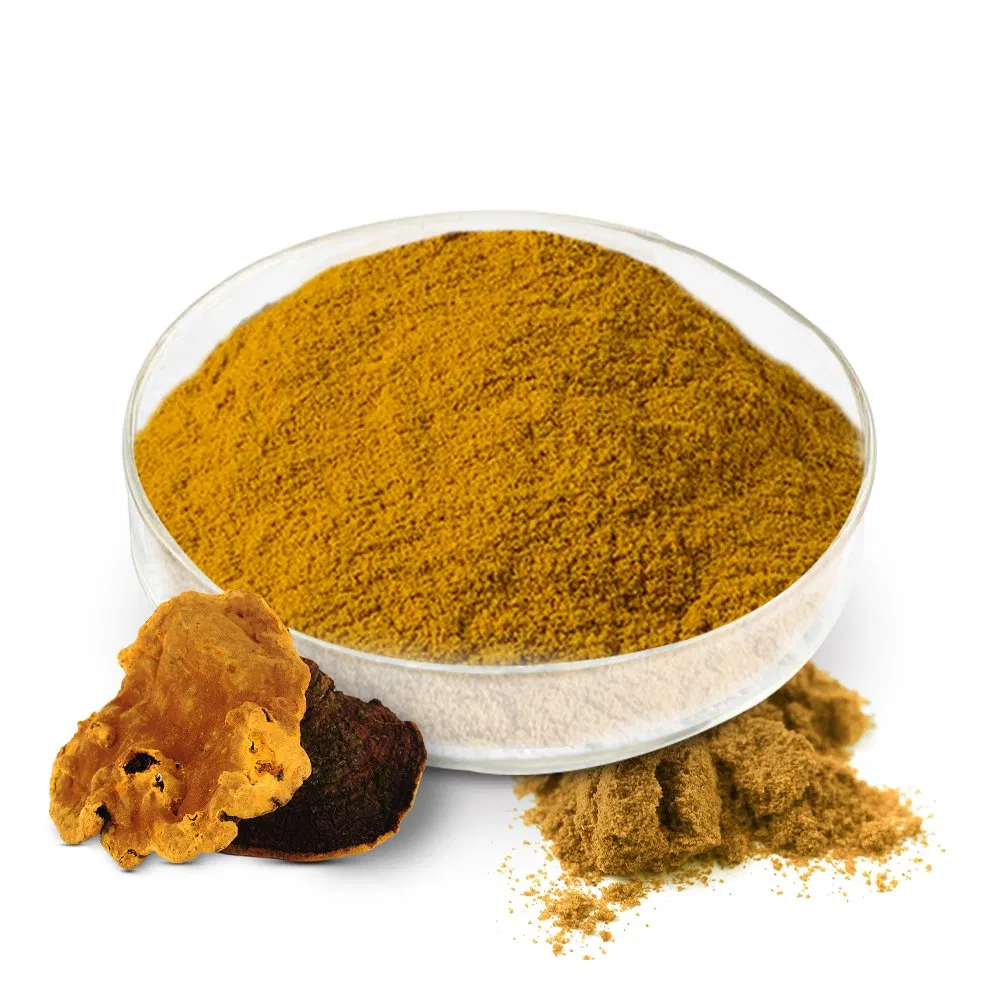 Mushroom Phellinus Linteus Extract Mushroom Powder