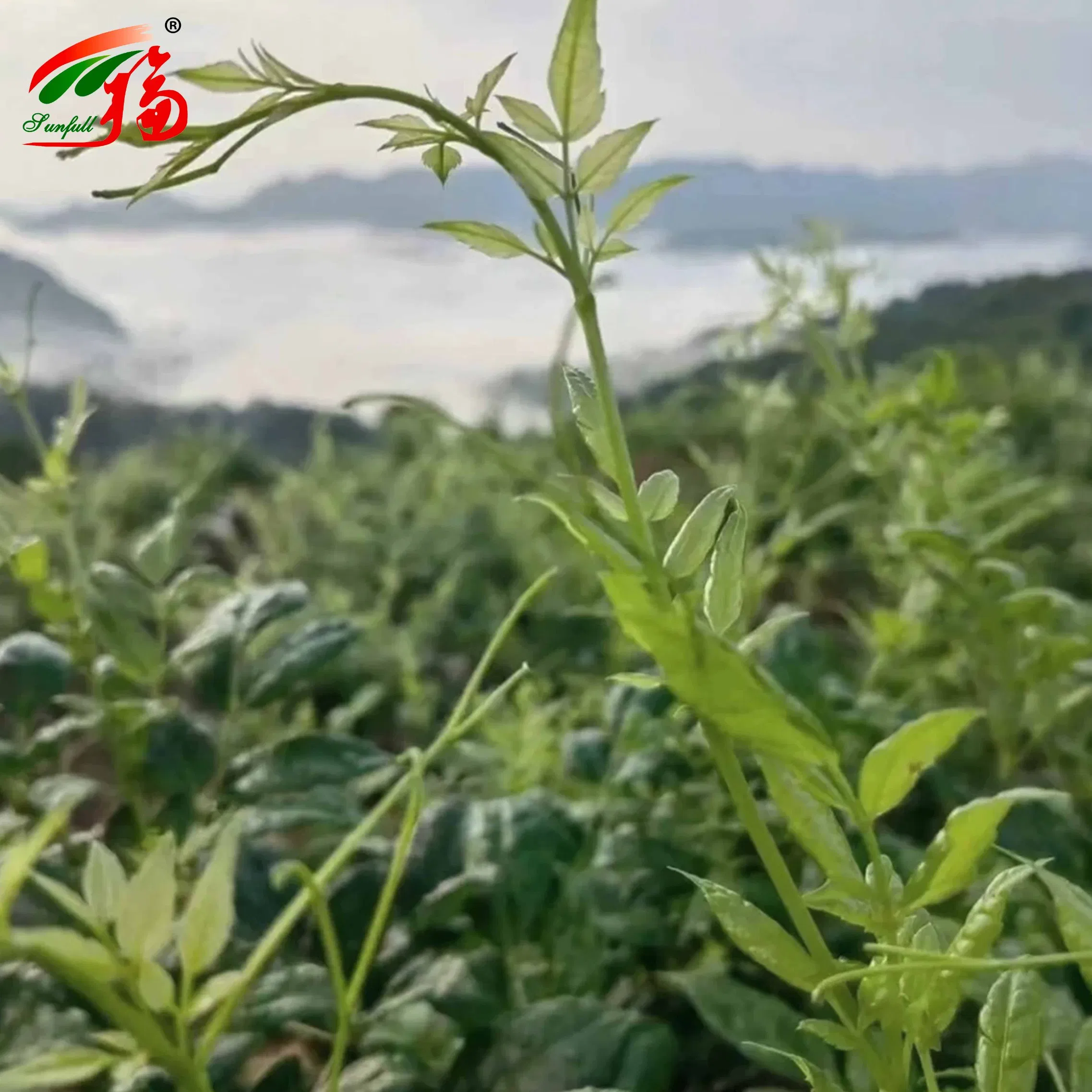 Herbal Extract/Vine Tea Leaf/Bayberry Bark Extract/50%80%90%95%98% Myricetin/Bayberry Fruit