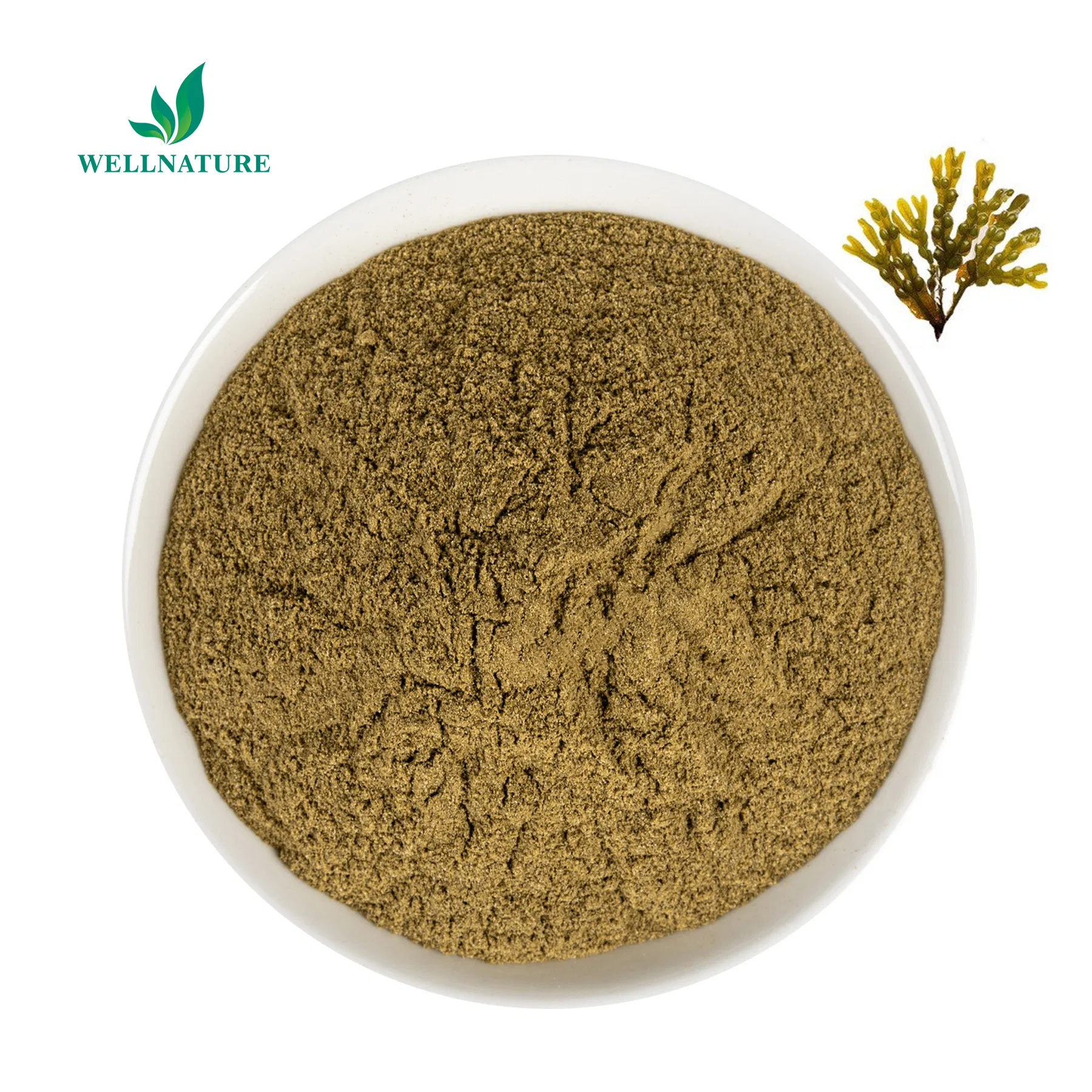 Bladderwrack Powder Bladderwrack Extract Fucus 10: 1 Vesiculosus Extract