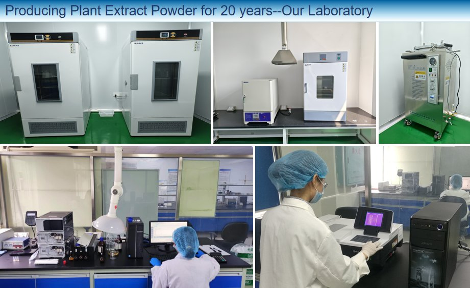 Pure Organic Factory Direct Piper Longum Extract Plant