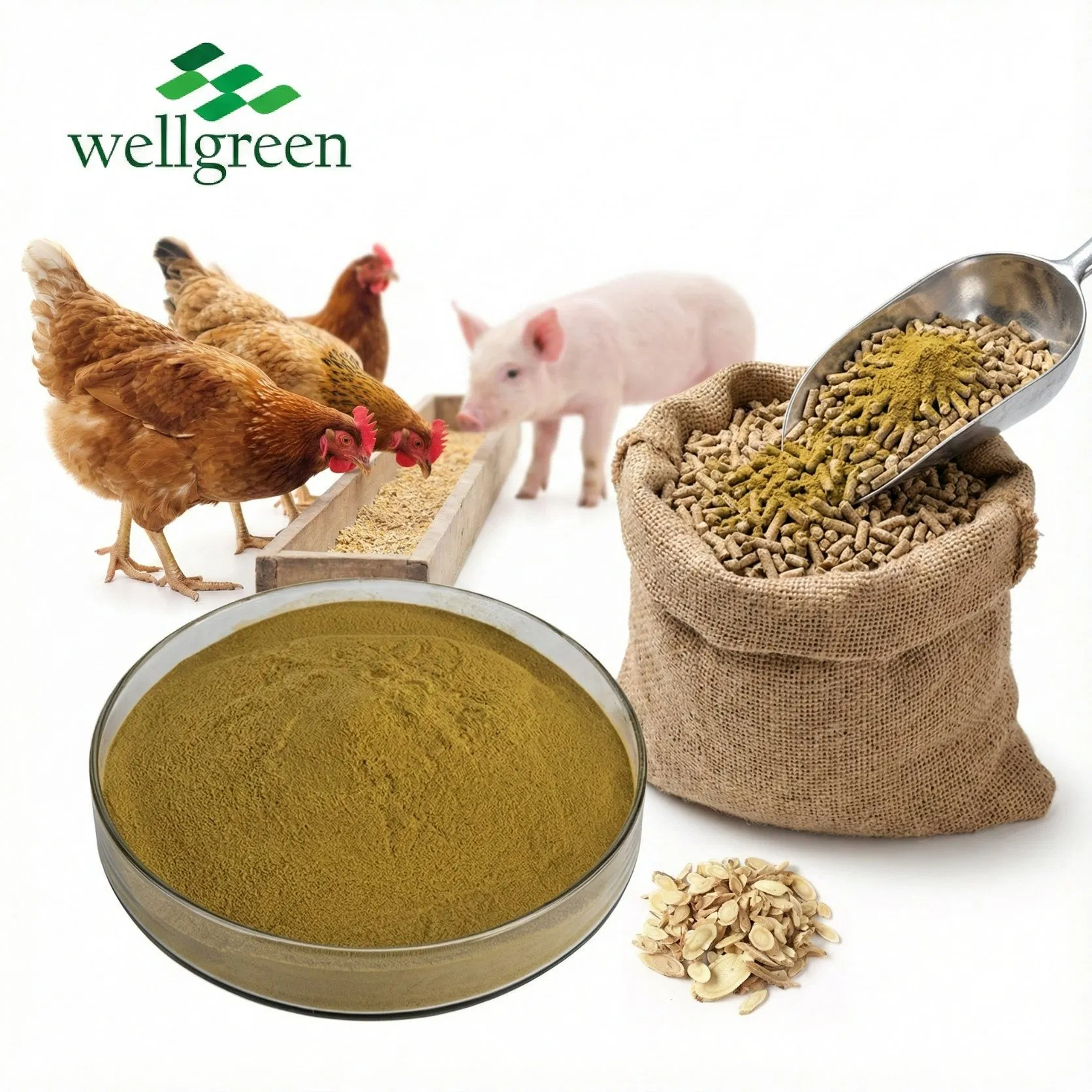 Natural Astragalus Root Membranaceus Extract Powder Astragalus Extract