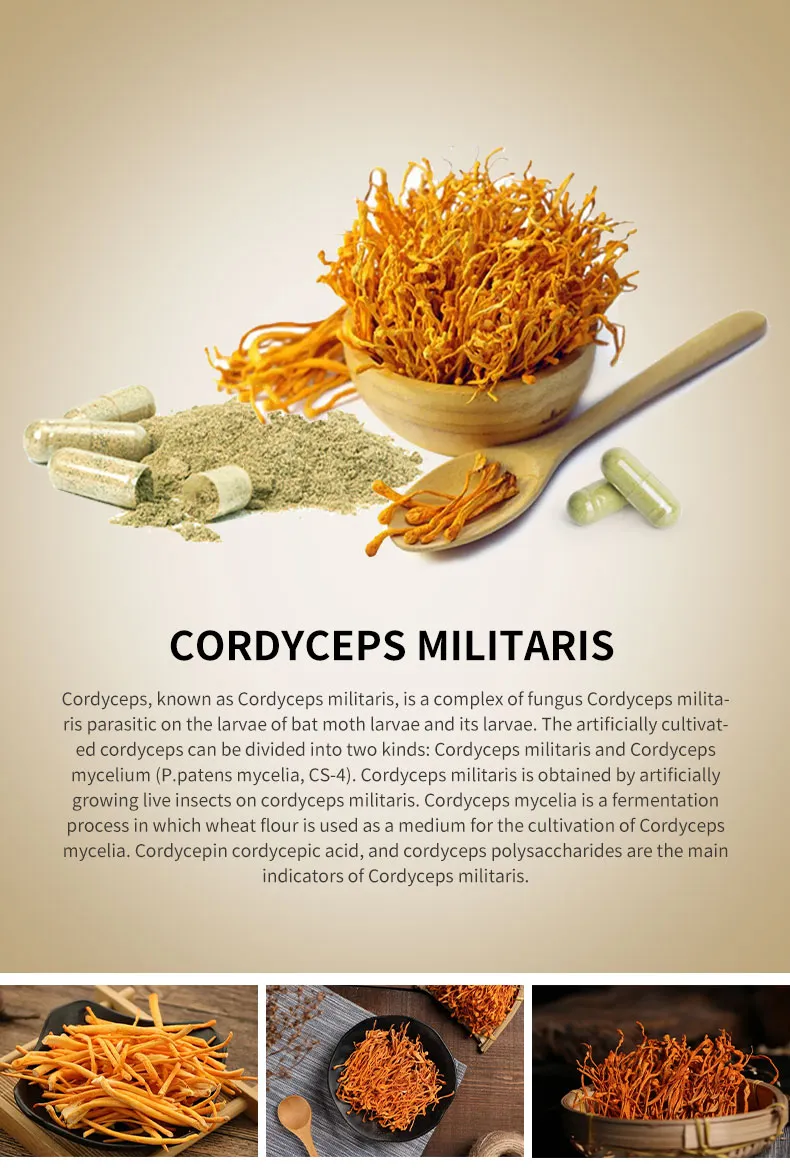 Cordyceps Extract Capsules 1