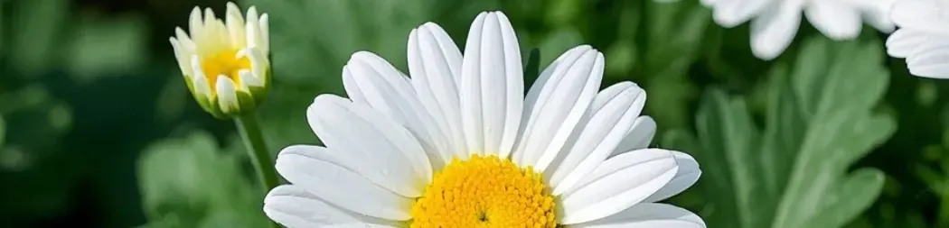 Pure Chrysanthemum Flower Extract Banner