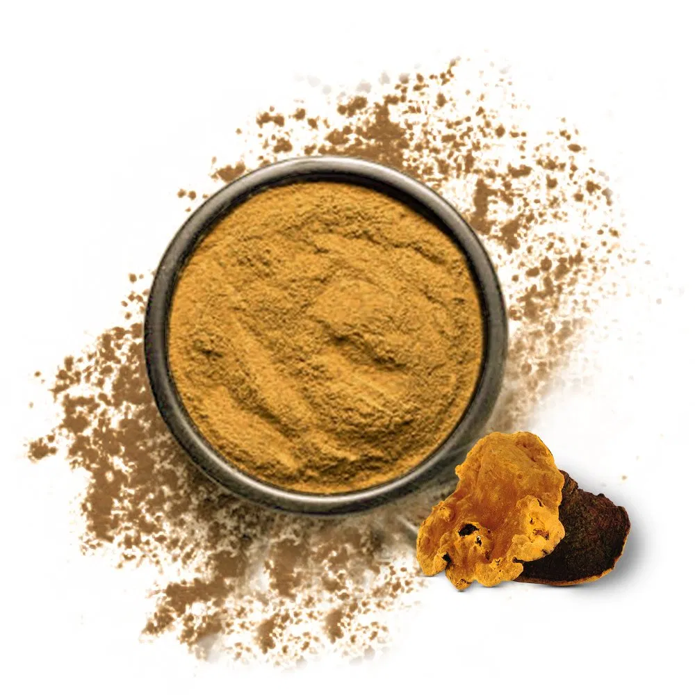 Mushroom Phellinus Linteus Extract Mushroom Powder
