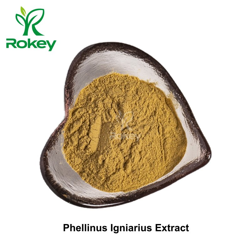 Premium Immune Support &amp; Wellness Powder Phellinus Igniarius Extract