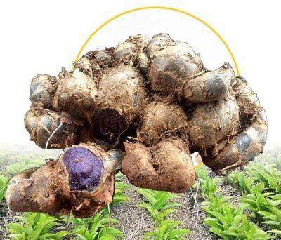 Standardized Black Ginger Extract 10% 5, 7-Dimethoxyflavone Premium Kaempferia Parviflora Extract for Nutraceutical &amp; Cosmetic Applications