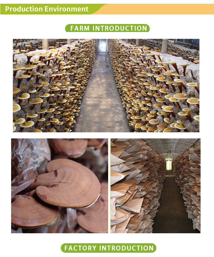 High Quality Reishi Mushroom Extract Medicinal Plant Powder Healthcare Product