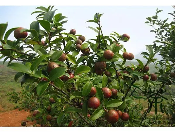 Function Application