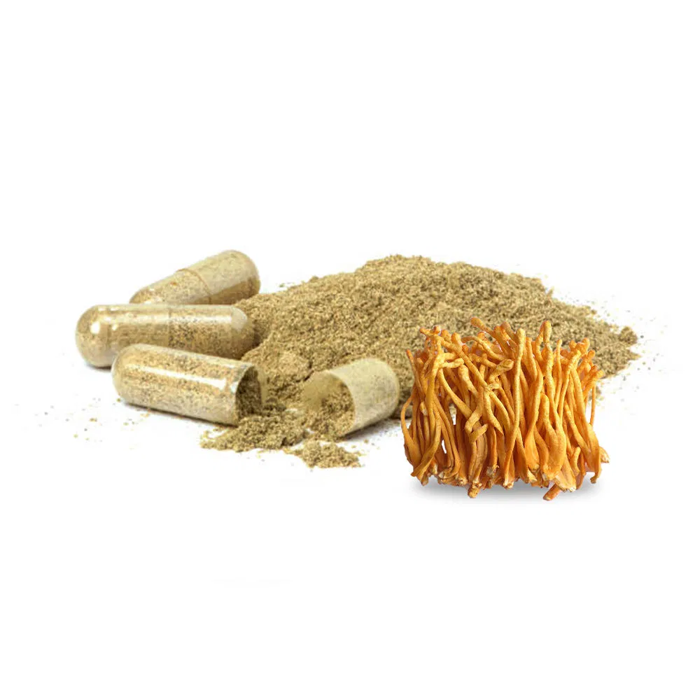 OEM Herbal Supplements Cordyceps Extract Capsules Cordyceps Sinensis Powder Mushroom Extract