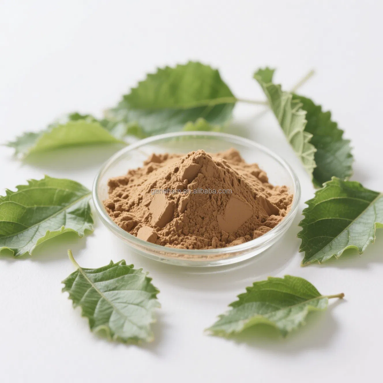 Natural Mulberry Leaf Extract 1-Deoxynojirimycin Powder Food Grade Organic Certified