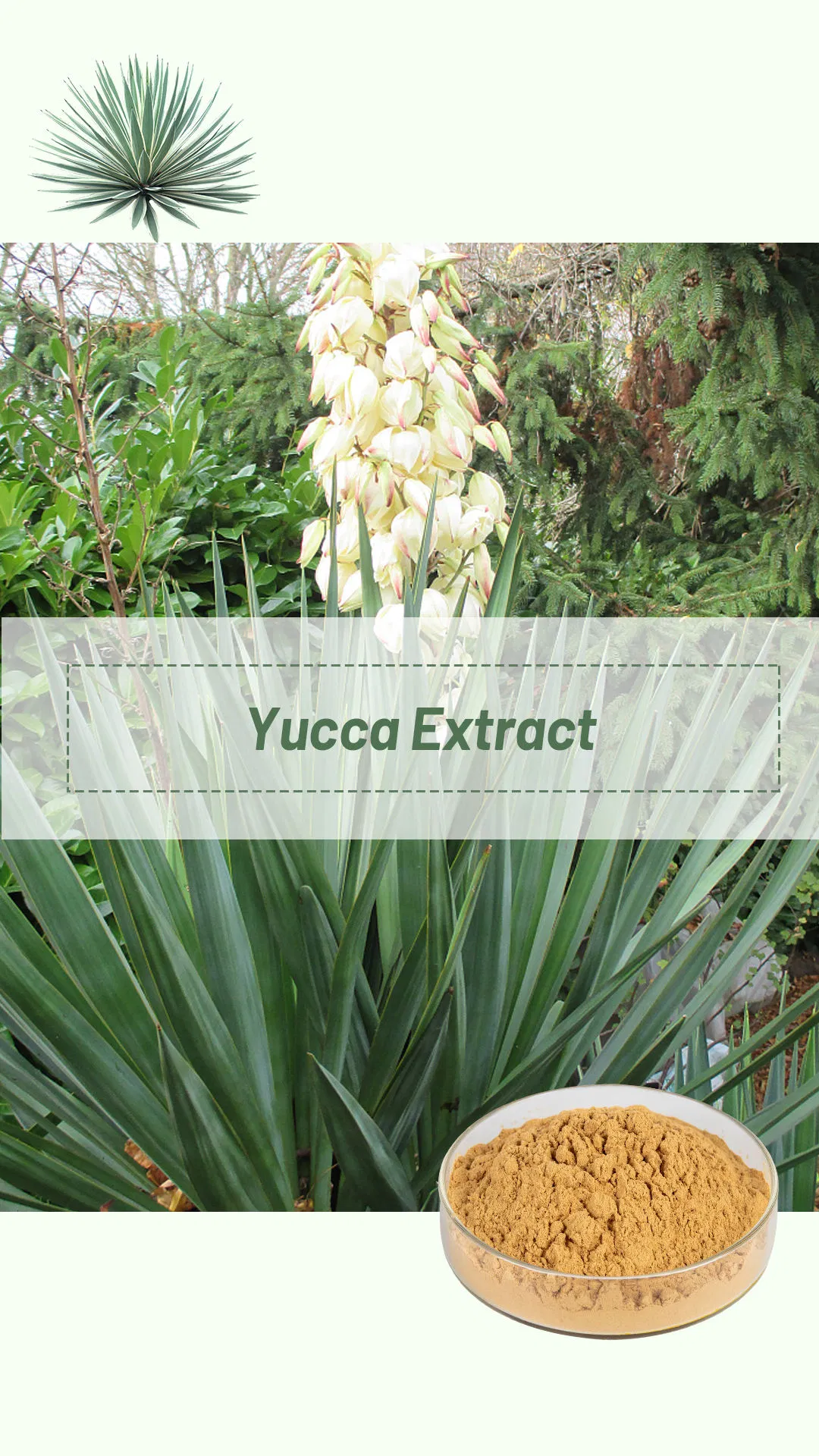 Free Sample Factory Directly Feed Additive Yucca Schidigera Extract Powder Customizable