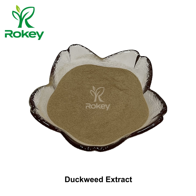 Premium Plant-Based Protein &amp; Nutrient Powerhouse Duckweed Extract Powder