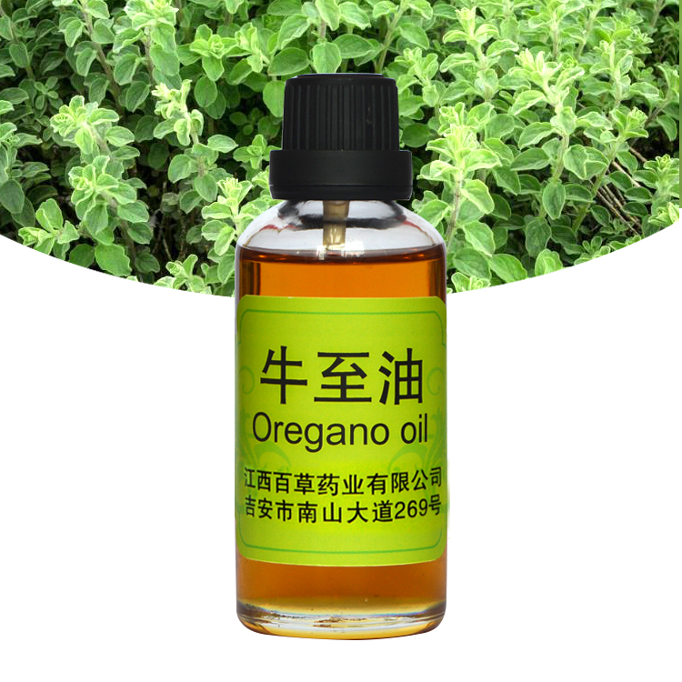 Oregano Oil Herbal Essential Oil