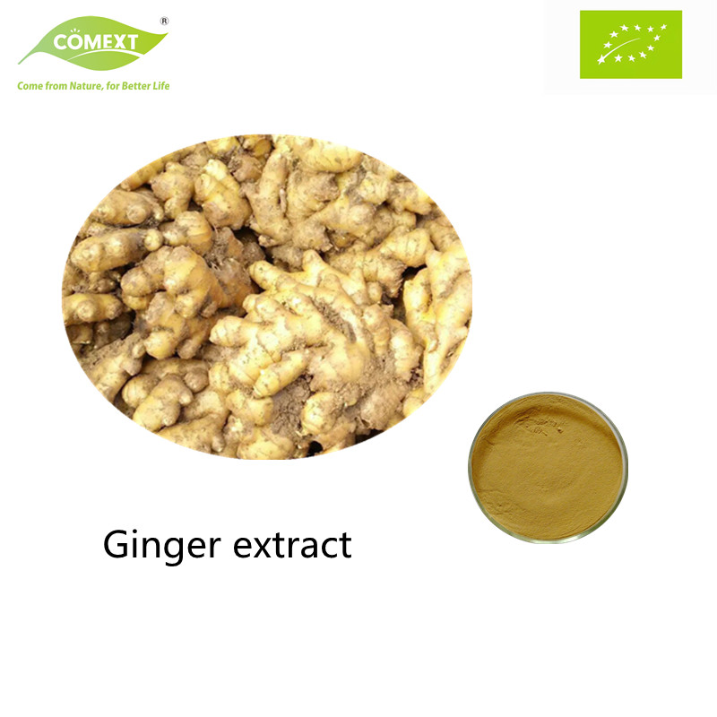 Comext High Quality and Natural Benefits Light Yellow Powder Gingerol Ginger Extract