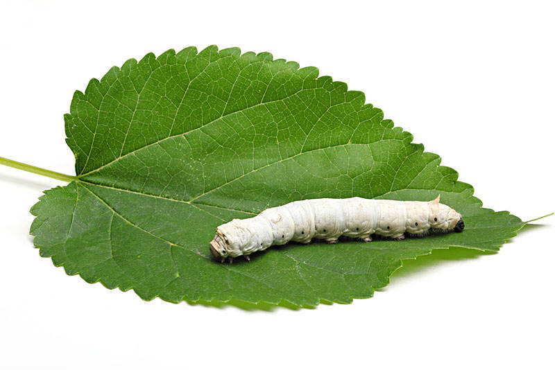 Standardized 5% Dnj Content for Dietary Supplement and Functional Food Formulations Mulberry Leaf Extract