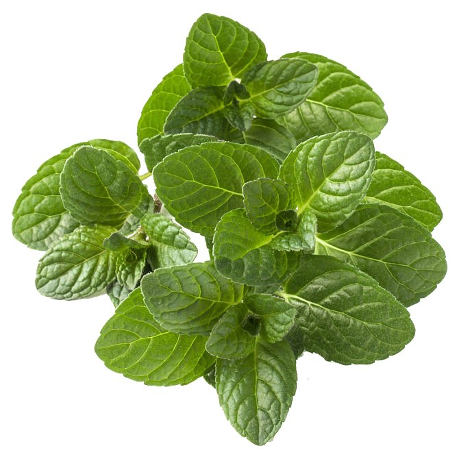 Comext Water Soluble Dry Natural Herbal Powder Leaf 10: 1 Peppermint Extract