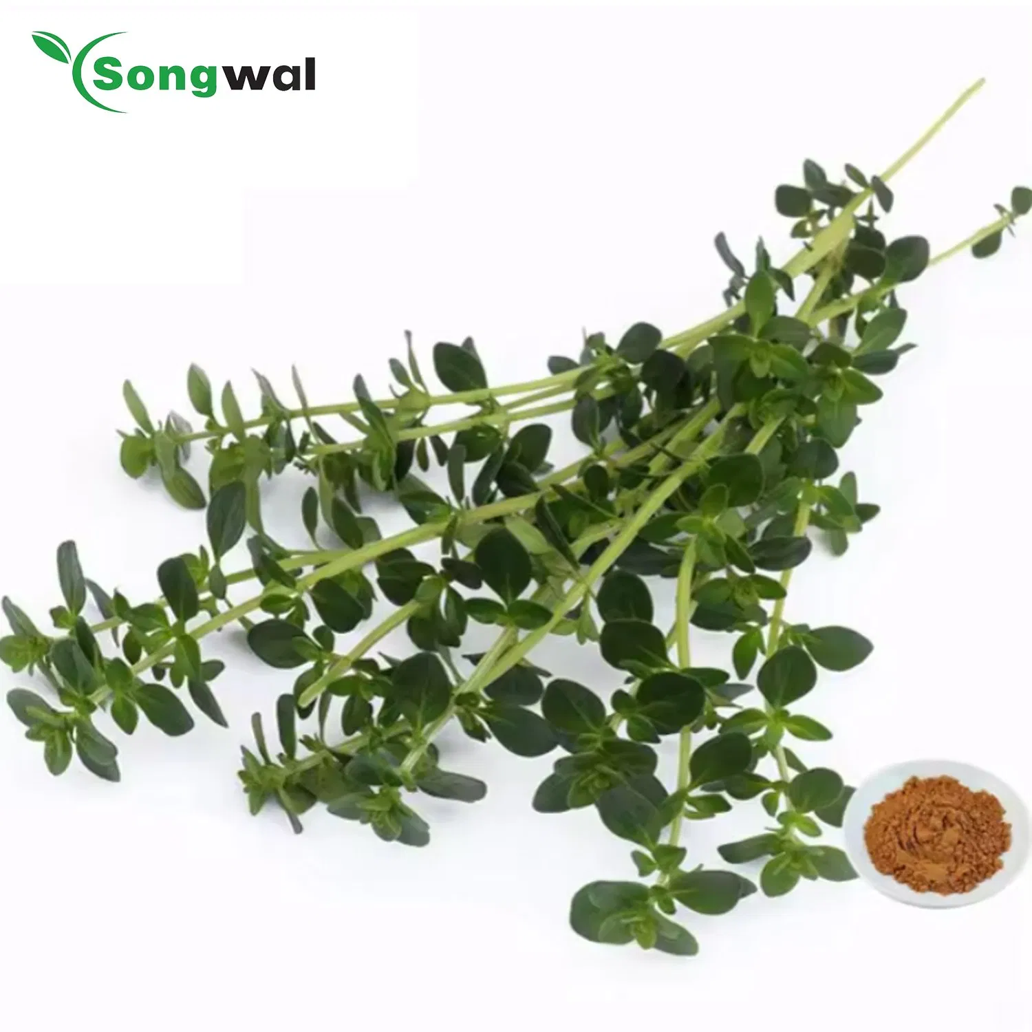 CE Food Additives Manufacturer High Quality 10: 1 Thyme Leaf Thymus Extract Powder