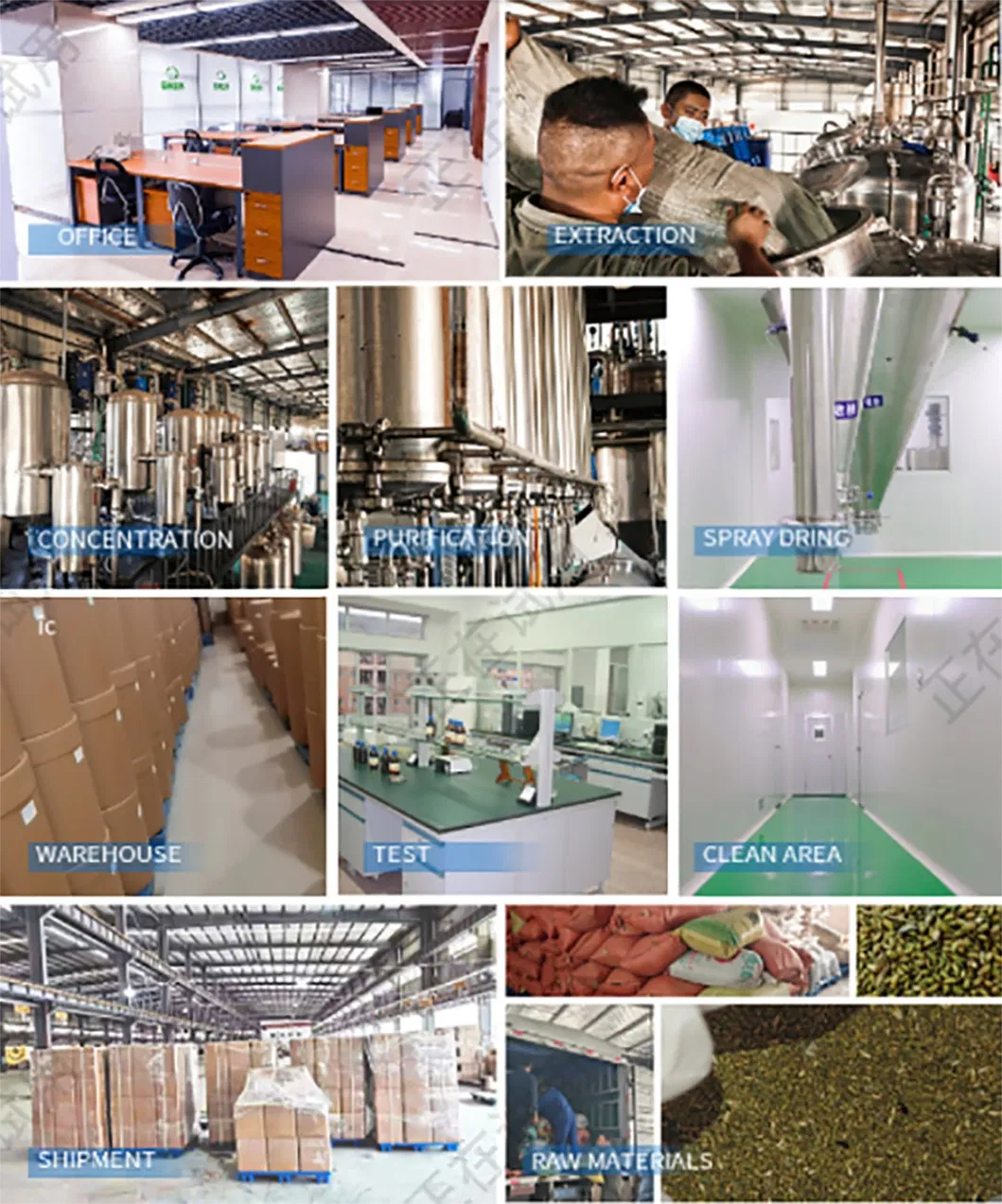 Buchu Extract Production