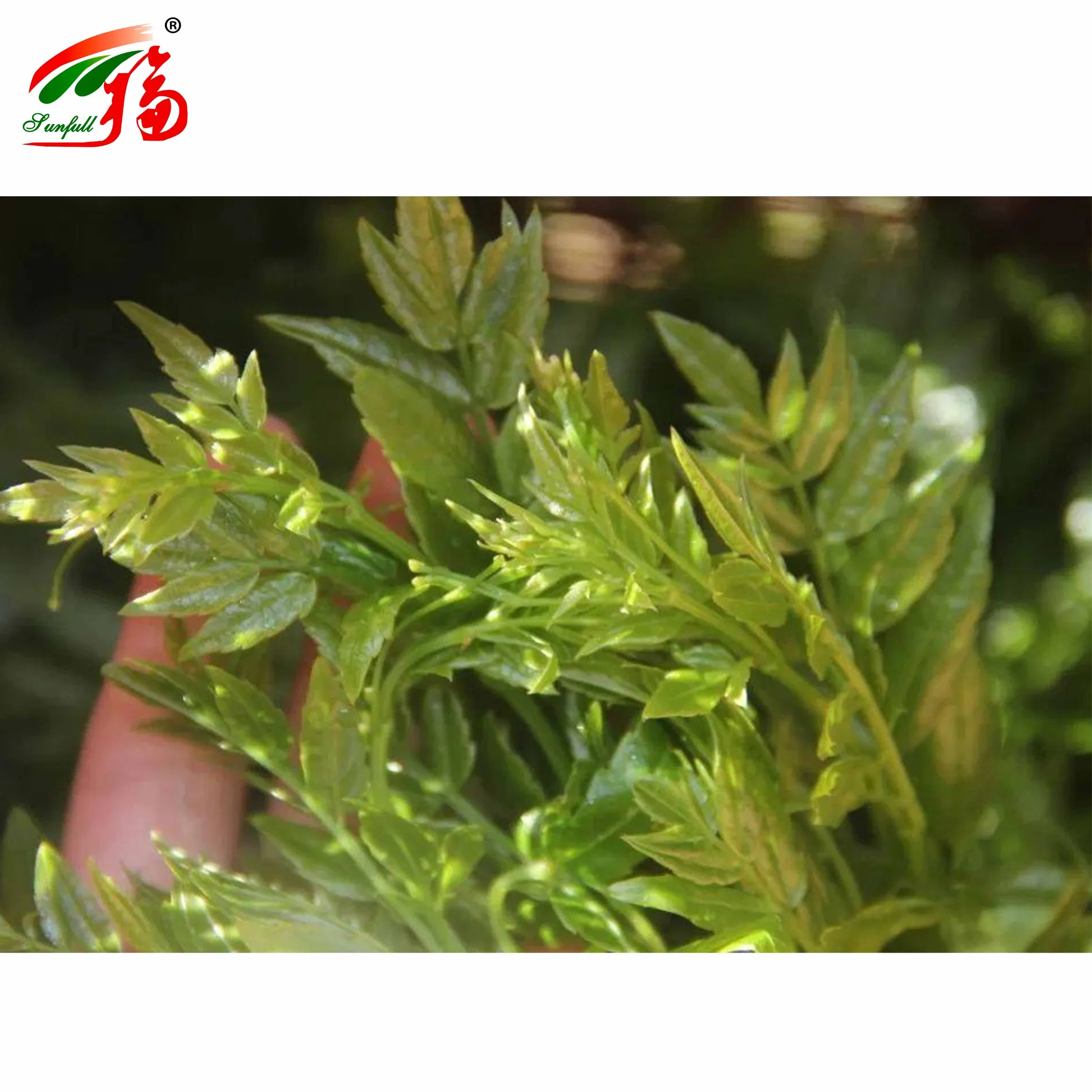 Herbal Extract/Vine Tea Leaf/Bayberry Bark Extract/50%80%90%95%98% Myricetin/Bayberry Fruit