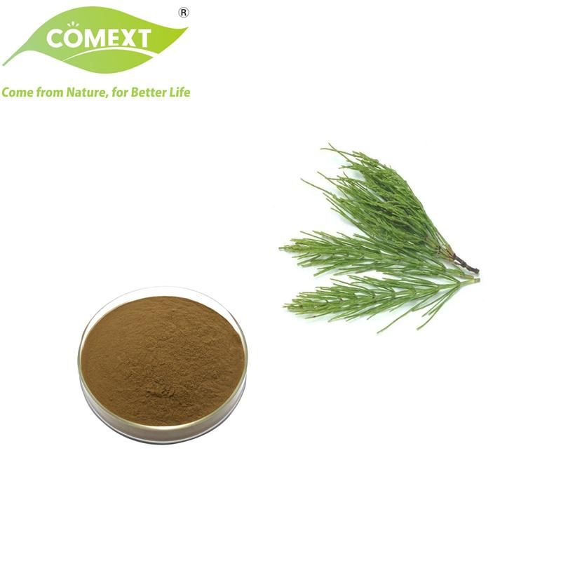 Comext Top China Factory Hot Selling Equisetum Arvense L. Herbal Horsetail Extract for Pharmaceutical
