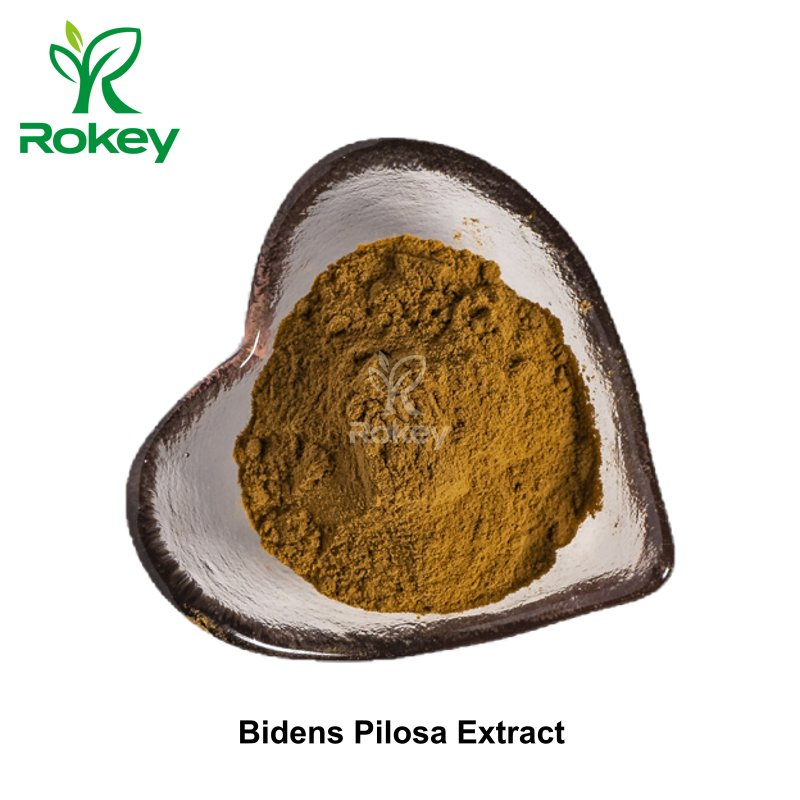 Premium Herbal Powder for Wellness Support Bidens Pilosa Extract