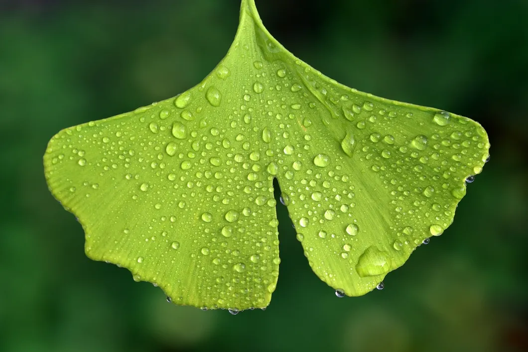 Ginkgo Biloba Leaf Extract