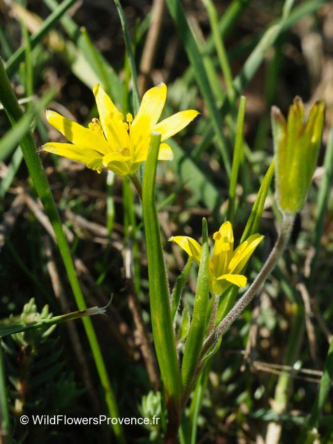 Premium Goldenseal Root Extract (5: 1) Hydrastis Canadensis