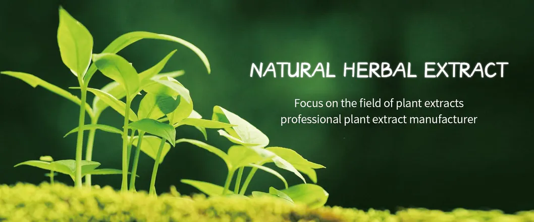 Angelica Root Extract Banner