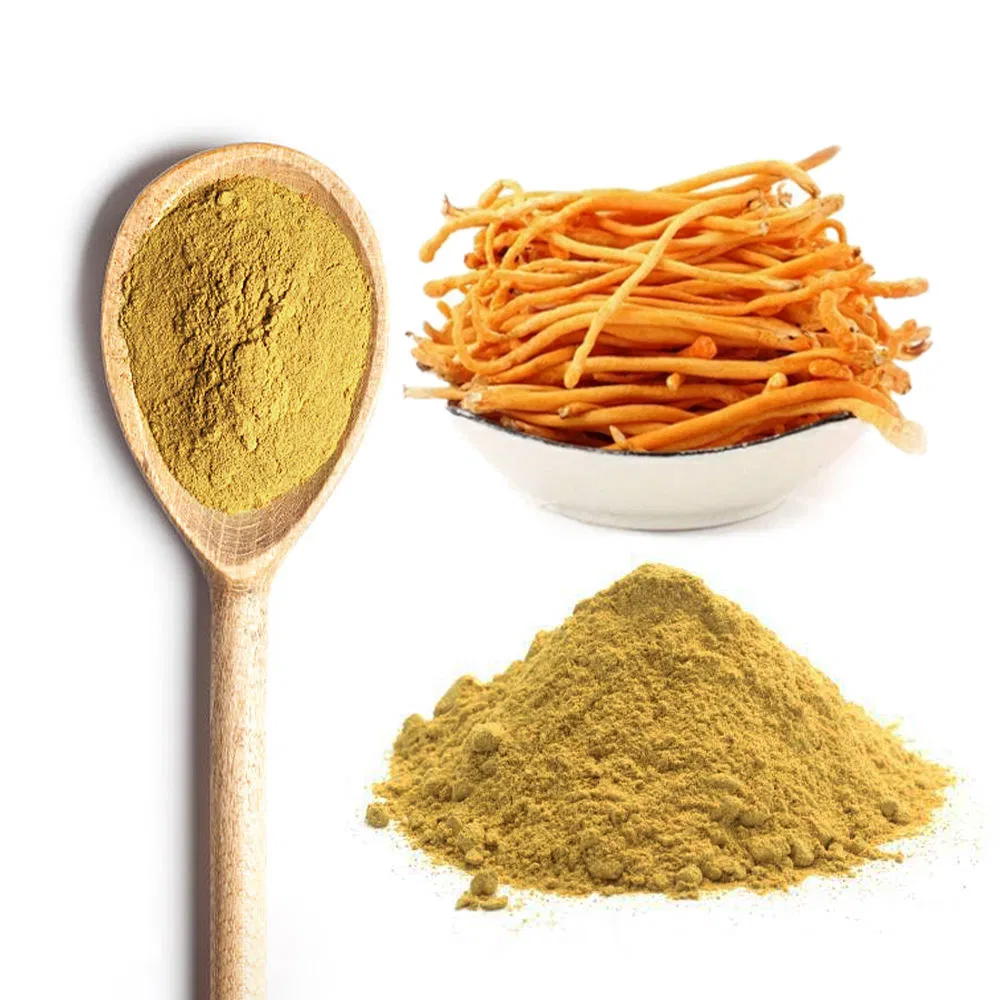 Cordyceps Militaris Dual Extract Powder Cordyceps Beta Glucan, Polysaccharides Cordycepin Medicinal Mushroom