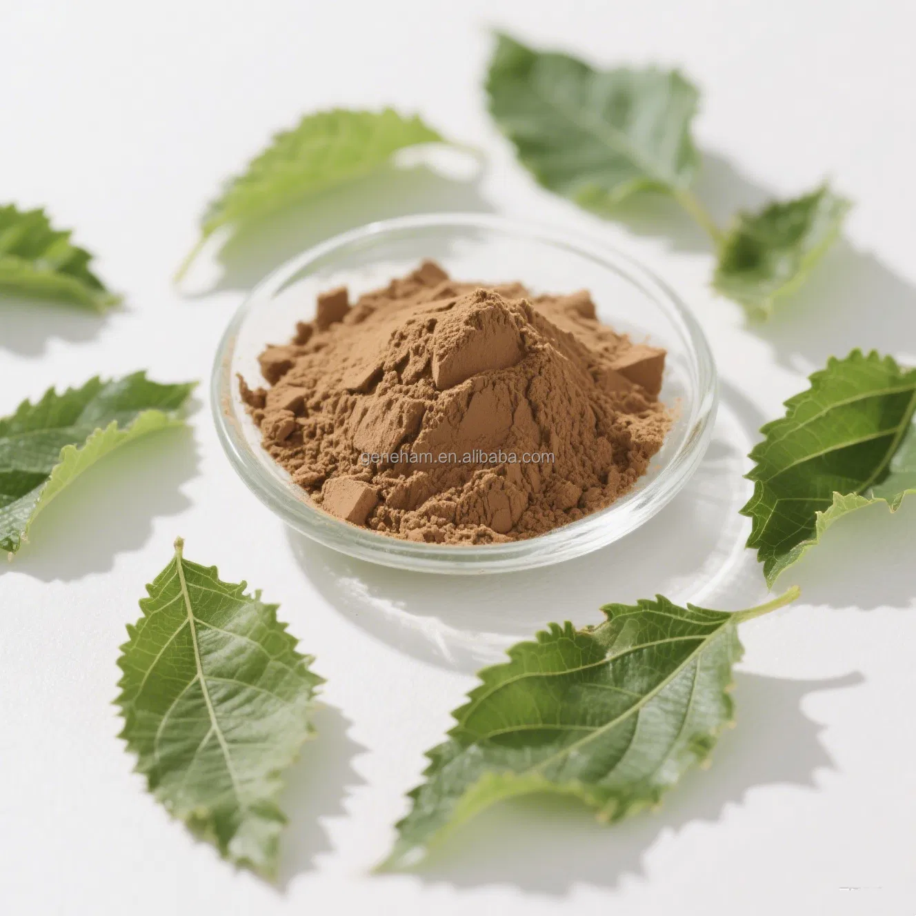 Natural Mulberry Leaf Extract 1-Deoxynojirimycin Powder Food Grade Organic Certified