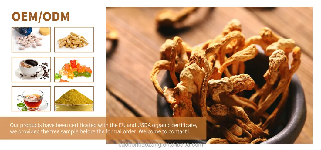 Cordyceps Militaris Dual Extract Powder