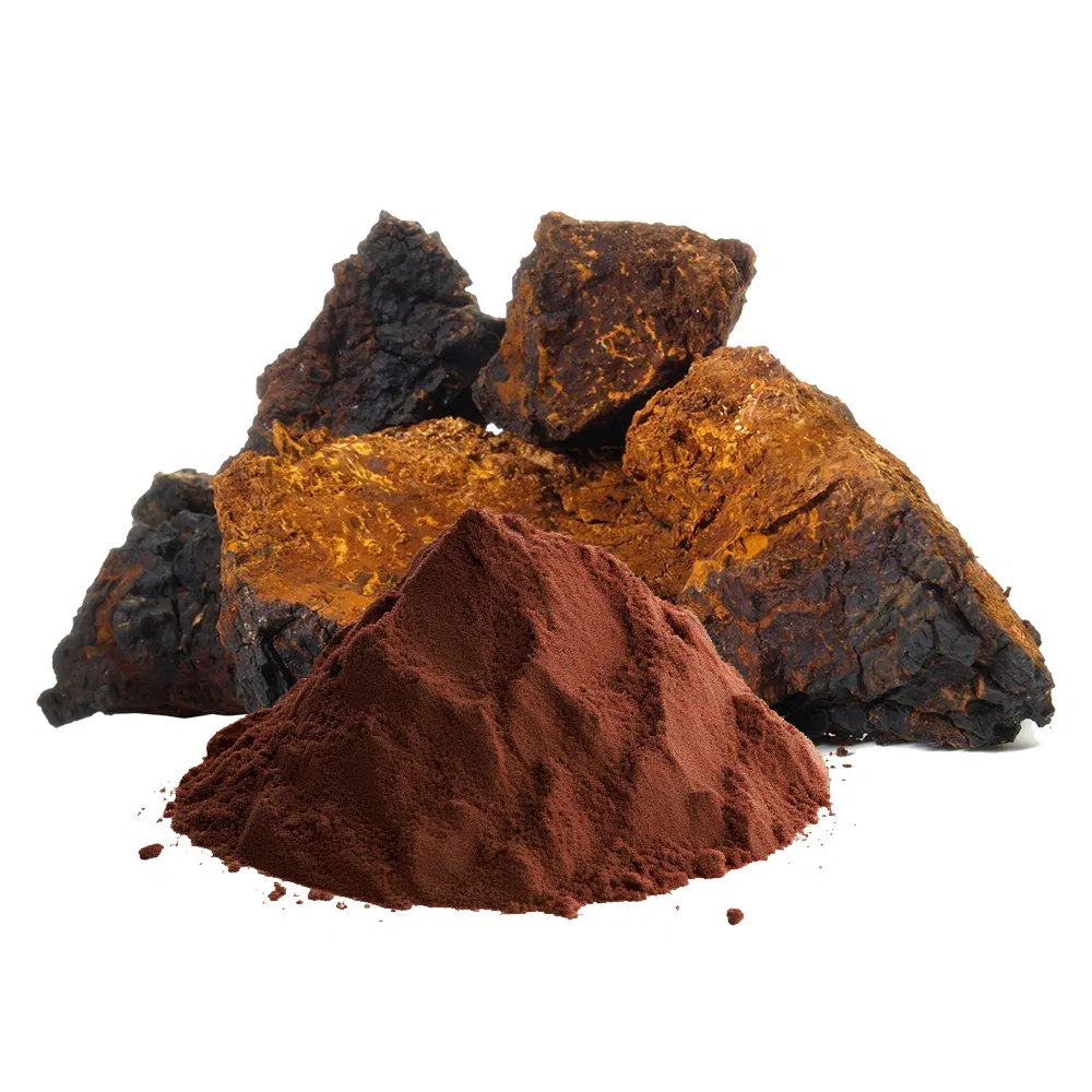 Natural Chaga Mushroom Extract Powder Premium Grade