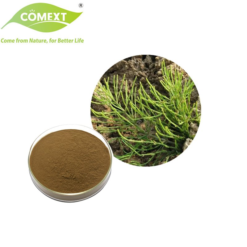 Comext Top China Factory Hot Selling Equisetum Arvense L. Herbal Horsetail Extract for Pharmaceutical