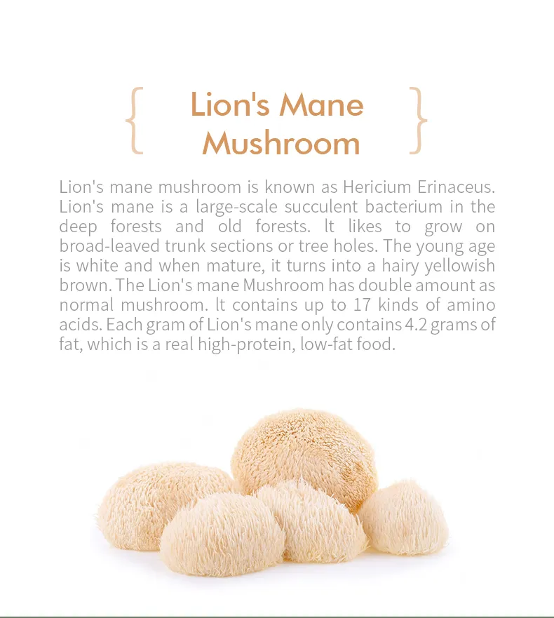 Lion's Mane Extract 2