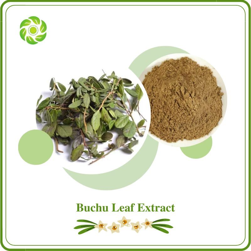 World Well-Being Biotech ISO&FDA Certified 4: 1 10: 1 Buchu Leaf Extract
