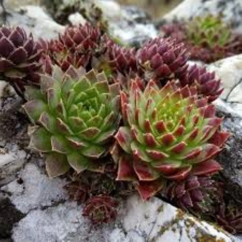 Function Introduction